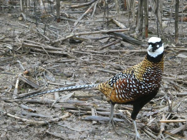 Reeves Pheasant
